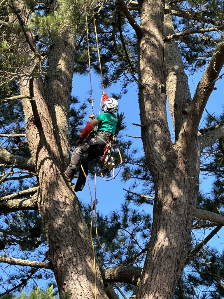 Déplacement sécurisé dans l'arbre