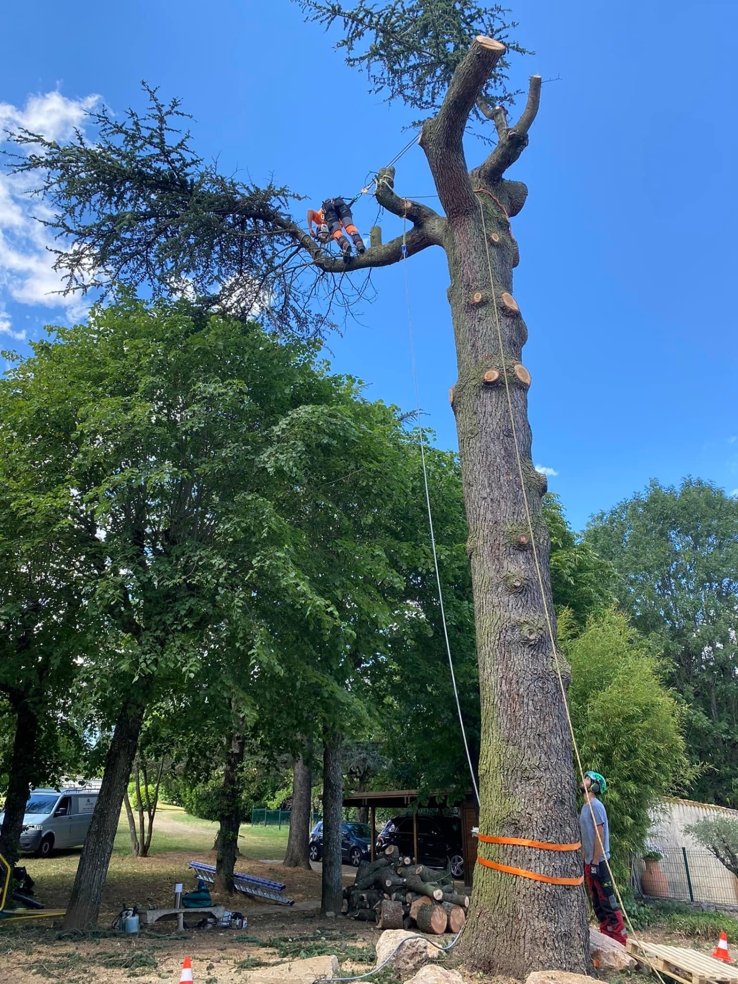 Élagage d'un arbre de grande hauteur