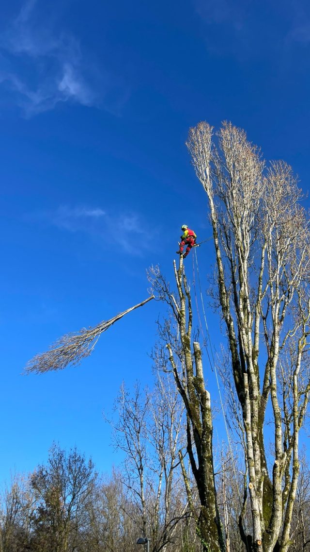 Élagage en hauteur